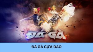 Đá gà cựa dao: Cá cược thể thao hấp dẫn và đầy kịch tính