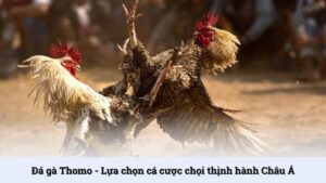 Đá gà Thomo tại Tin88