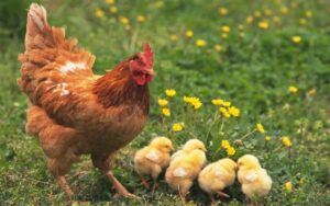 mơ thấy gà mái là điềm gì hôm nay