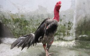 mơ thấy gà chọi là điềm gì hôm nay